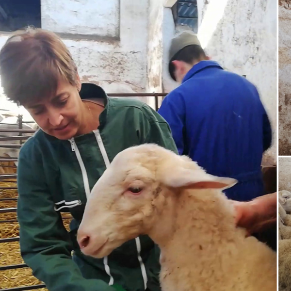 Historias de Seve | El día de una veterinaria con ganaderos de la Mancha: "A mí me parió una oveja"