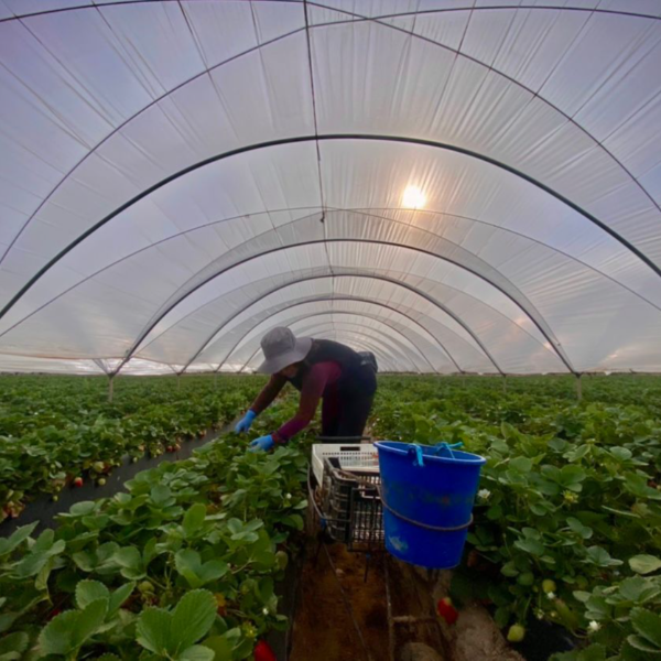Carreteras Secundarias | Invernaderos de fresas donde se trunca el sueño europeo