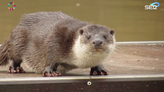 El cangrejo americano, la comida favorita de la nutria valenciana