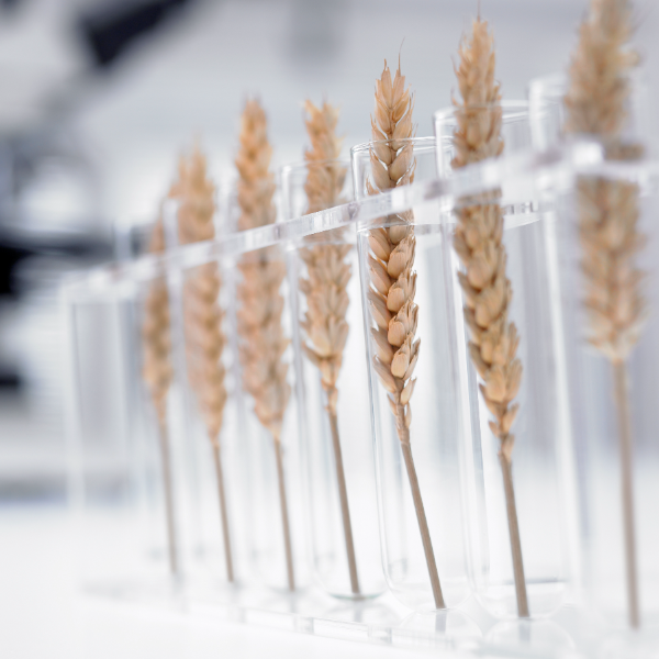 Imagen de El trigo sin gluten existe pero Europa no lo quiere cultivar