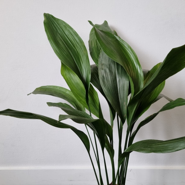 La aspidistra, una resistente en la sombra: cuidados y ventajas de la planta  "de hierro fundido" | Sociedad | Actualidad | Cadena SER