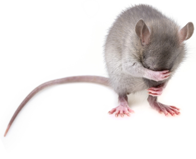 El ratón roedor episode artwork