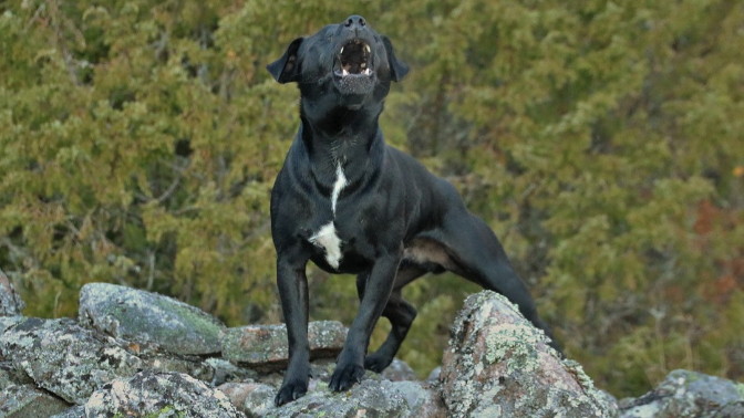 El perro negro, un relato de Luis Soler episode artwork