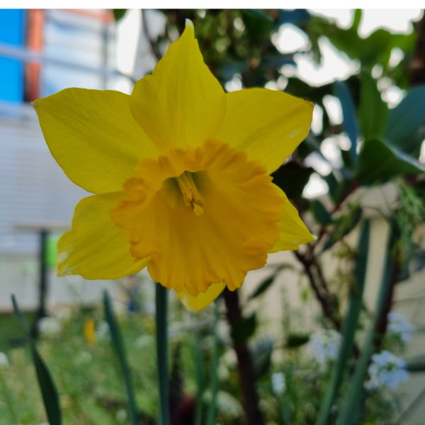 Imagen de Narcisos, habas, almendros, calas, mielaria...