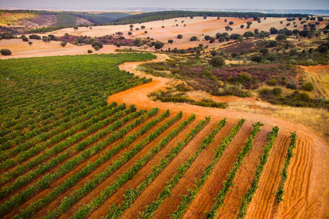Imagen de Filosofía de las Abejas con Raquel Adalid: La vendimia de 2025 en Finca Río Negro
