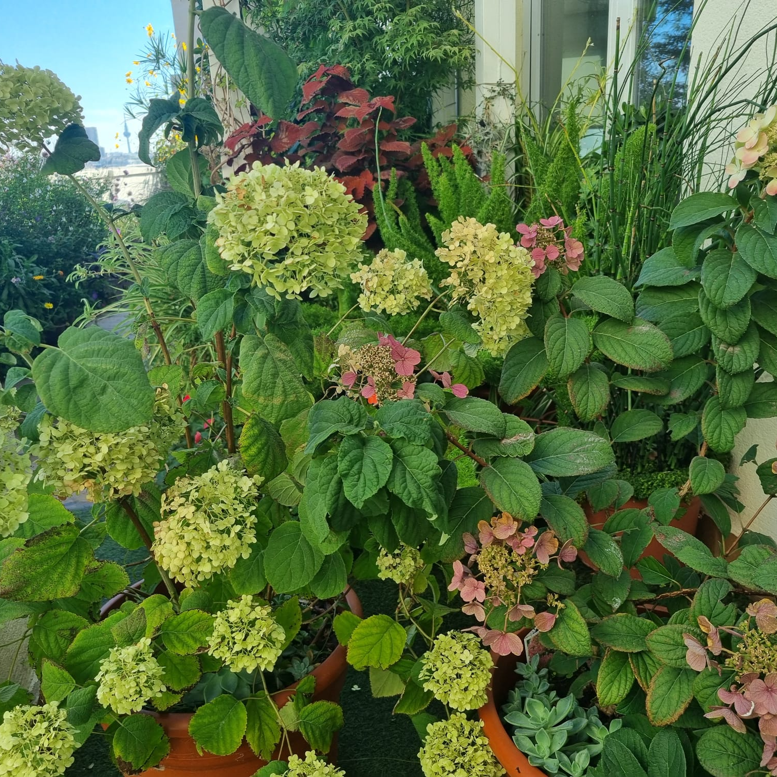 Imagen de Hortensias