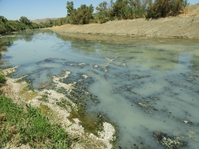 La contaminación por aguas fecales en el Guadalhorce dispara la presencia de mosquitos y eleva el riesgo del virus del Nilo