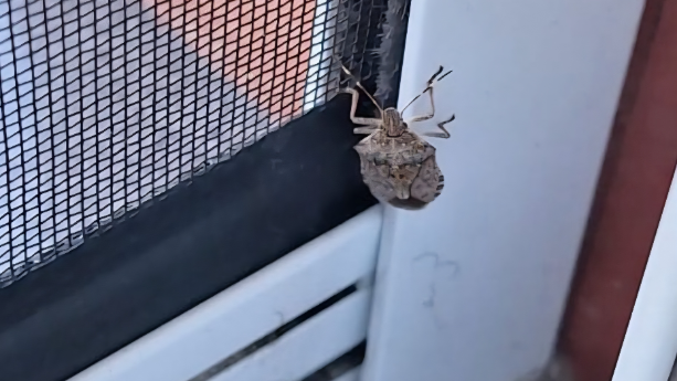 Imagen de Vecinos del Barrio Covadonga denuncian una plaga de chinches apestosos que invade sus hogares