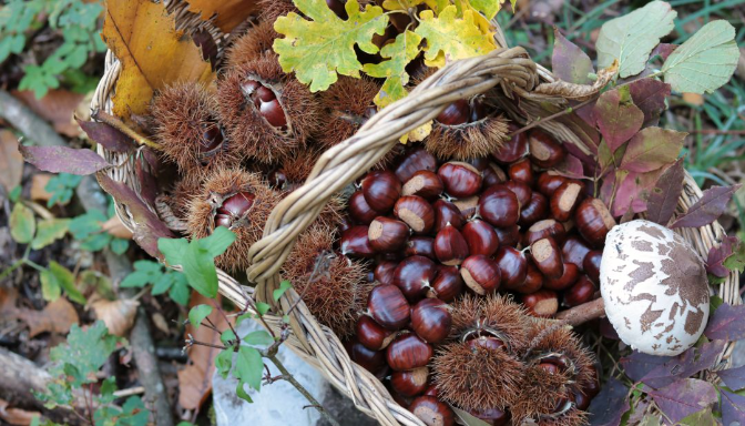 Imagen de La castaña: el fruto seco que nunca pasará de moda