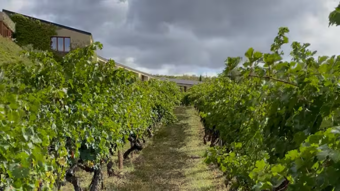 Así se defiende el vino español del cambio climático: "Hay que volver a lo tradicional, aunque sea difícil" episode artwork