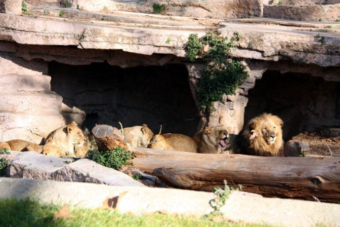 El director del Zoo de Barcelona: "Seguirem tenint animals, però que estiguin molt amenaçats" El director del Zoo de Barcelona: "Seguirem tenint animals, però que estiguin molt amenaçats"