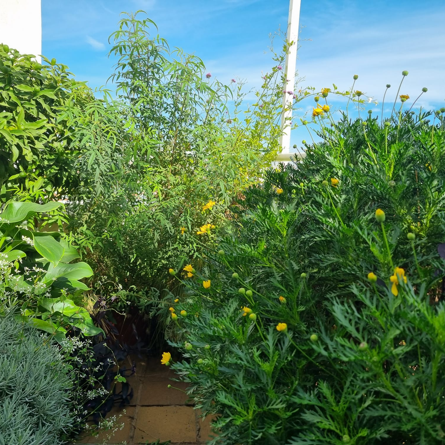 Meterse en un jardín | Algo más sobre raíces