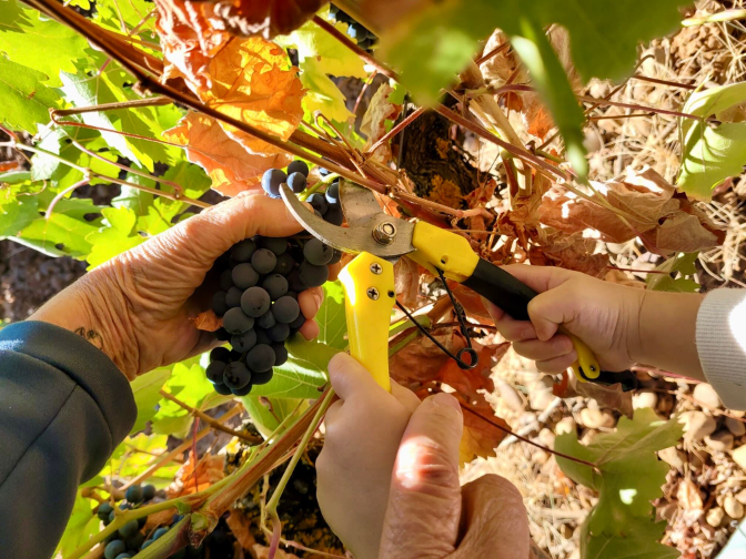 La UAGR denuncia una vendimia de "nula rentabilidad" para los agricultores La UAGR denuncia una vendimia de "nula rentabilidad" para los agricultores