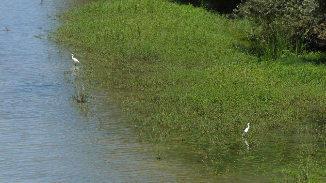 Precaución en el sector avícola navarro tras el positivo en gripe aviar Precaución en el sector avícola navarro tras el positivo en gripe aviar