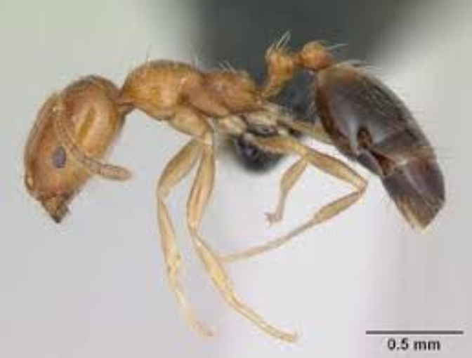 Imagen de Claudio Barragán, Ent. del Eldense, destaca el esfuerzo de su equipo para eliminar al Real Jaén