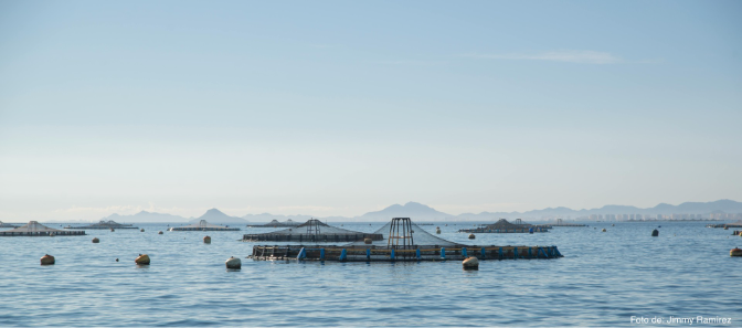 Entrevista al investigador Jesús Cerezo (IMIDA) sobre nuevas especies en la acuicultura Entrevista al investigador Jesús Cerezo (IMIDA) sobre nuevas especies en la acuicultura