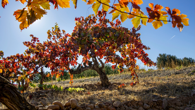 Juan Carlos Sancha (Bodegas Familiares): "En Rioja empieza a haber viñas abandonadas"