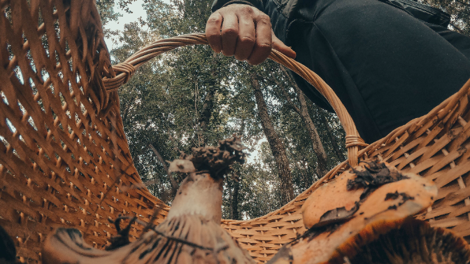 XXII Jornadas Micológicas en Pomer