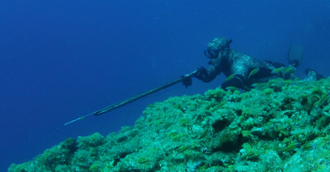 Pescadores submarinos canarios exigen aumentar las tallas mínimas con criterios científicos
