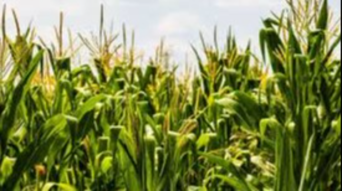 Ser de Campo con Eduardo Navarro