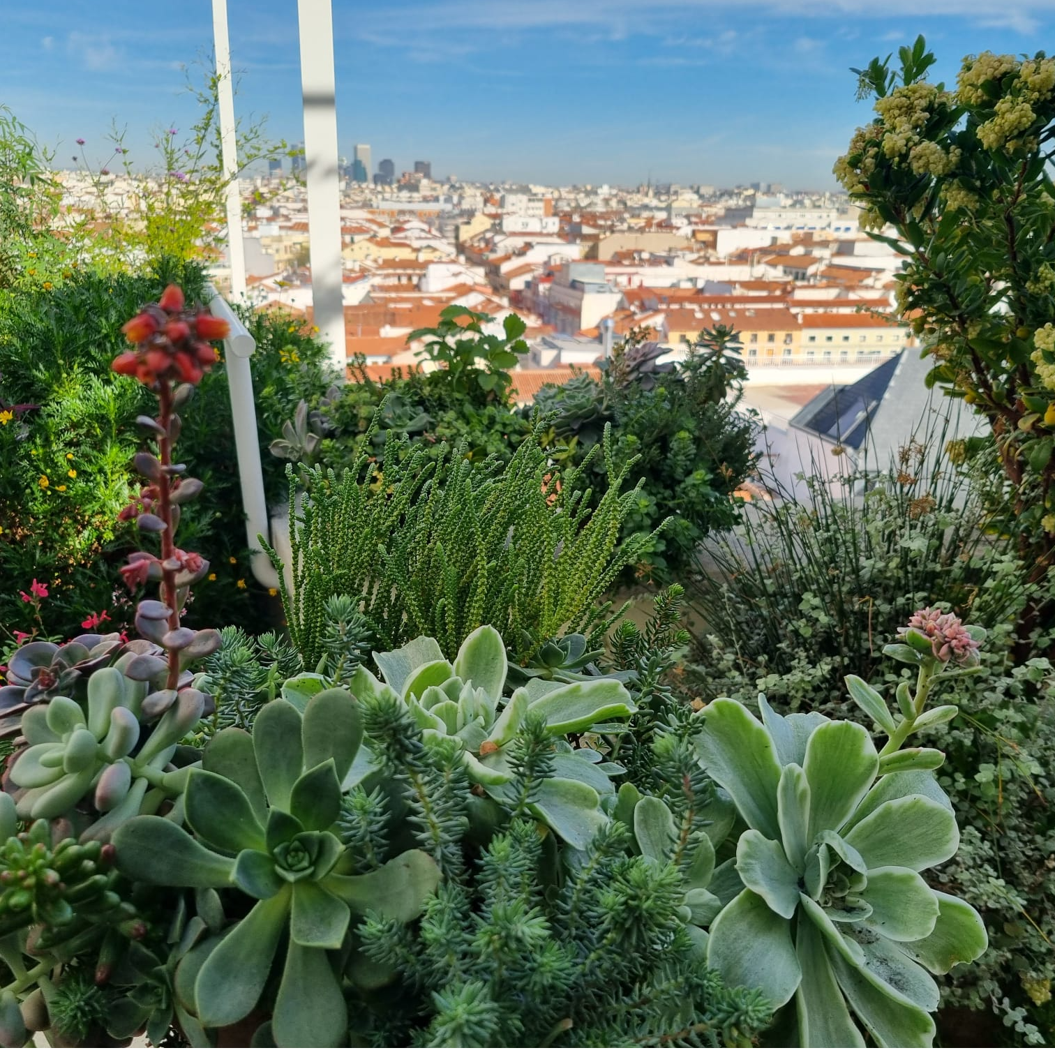 Imagen de Plantas suculentas