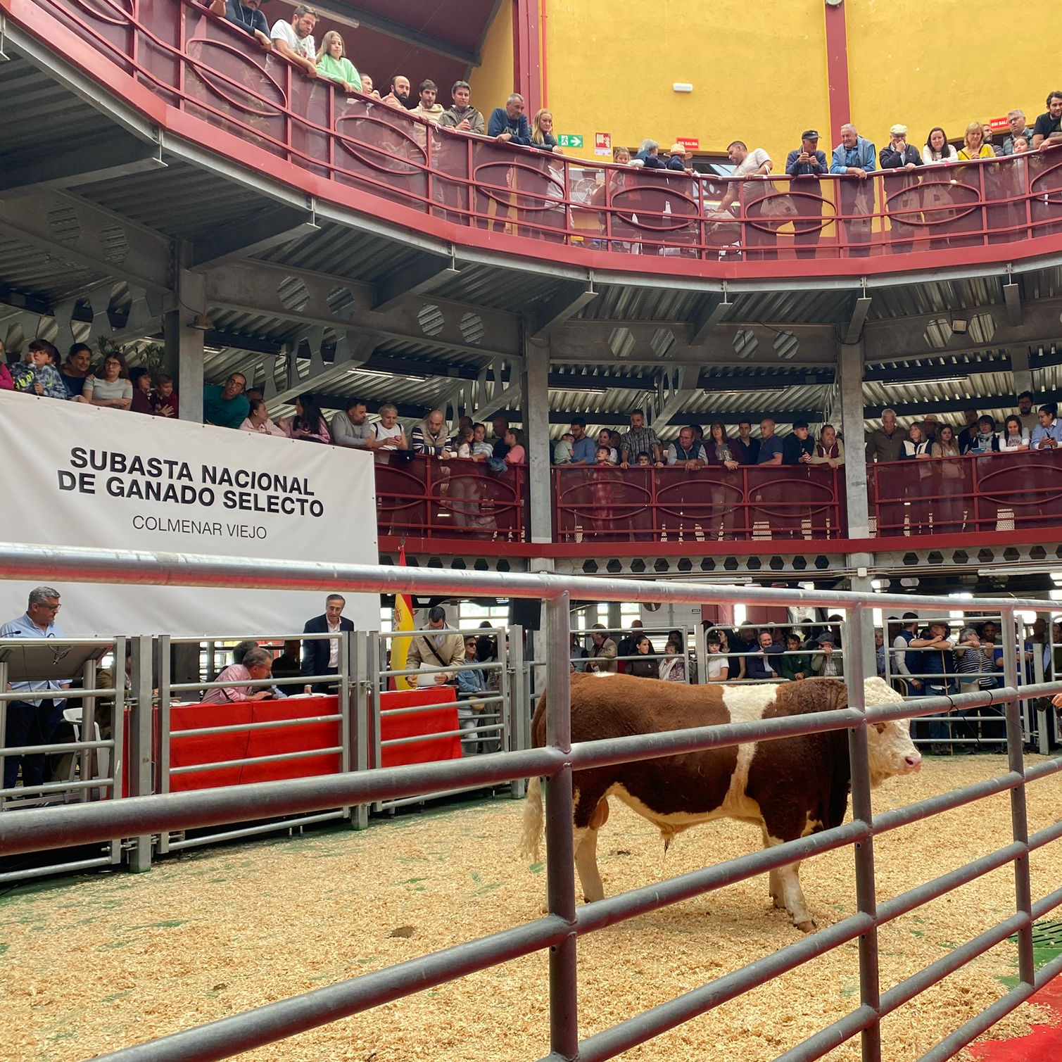 Imagen de Sementales a subasta: ¿quién da más?