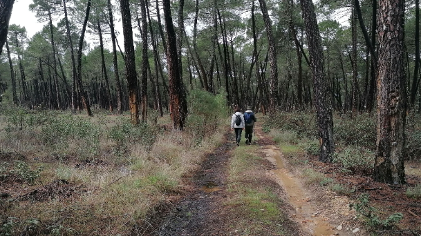 De los pinares lucenses a la crema facial que te echas por la mañana: estos son los usos punteros de la resina
