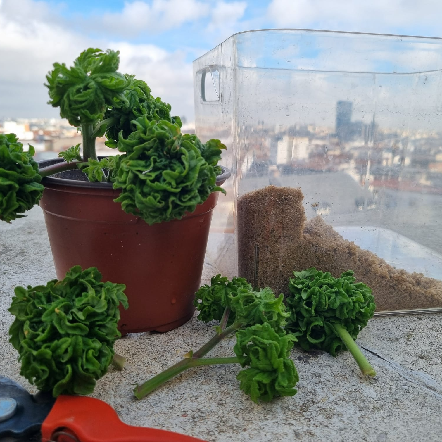 Imagen de El pelargonium `Bontrosai¨, un geranio extraño y oloroso