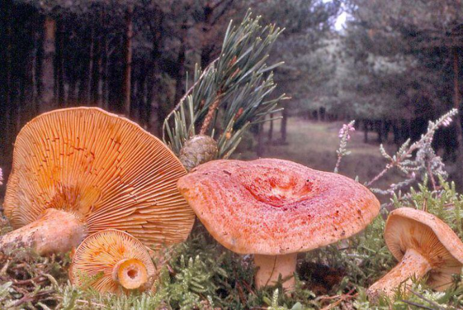 La Zarza vuelve a ensalzar sus raíces con unas nuevas Jornadas del Nícalo, bajo el lema "Donde el otoño tiene nombre propio"