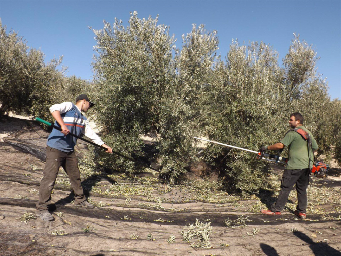 Antonio Moreno, secretario de Agricultura de UPA Antonio Moreno, secretario de Agricultura de UPA