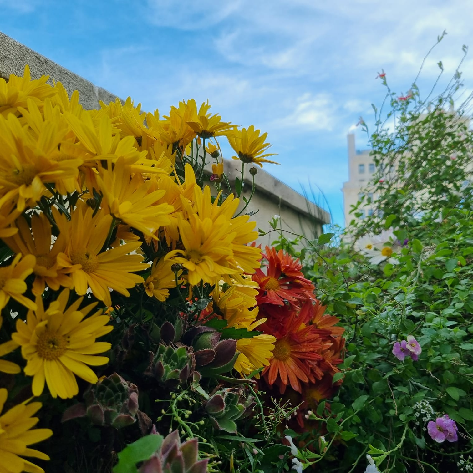 Imagen de Tareas para tener las plantas bien cuidadas durante el invierno