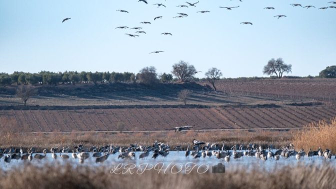 Gripe aviar en Castilla-La Mancha: 230 aves afectadas y vigilancia diaria