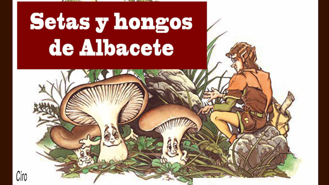 La exposición 'Setas y hongos de Albacete' protagoniza nuestro 'Batán'