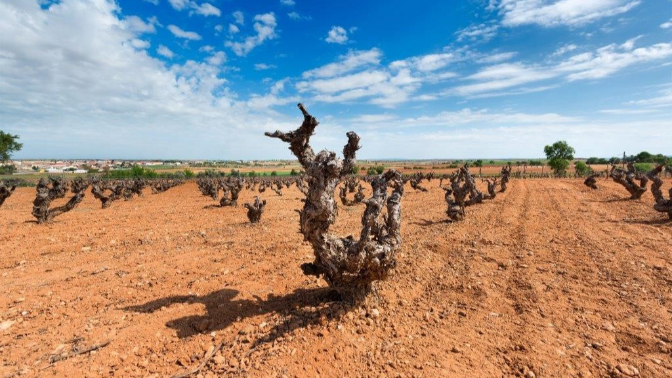 El secreto bajo la viña: cuidar el suelo para salvar al viñedo del futuro