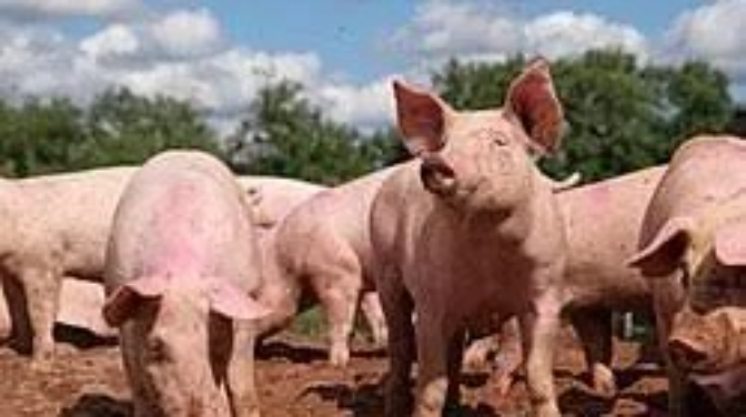 SER de Campo, 1 de diciembre 25 SER de Campo, 1 de diciembre 25