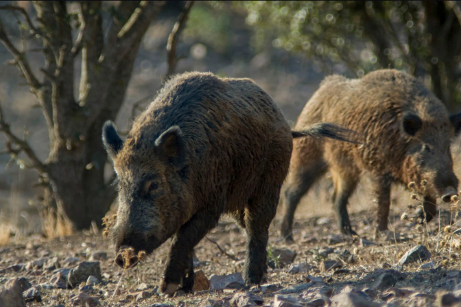 España se juega 8.800 millones de euros en exportaciones por la peste porcina africana España se juega 8.800 millones de euros en exportaciones por la peste porcina africana
