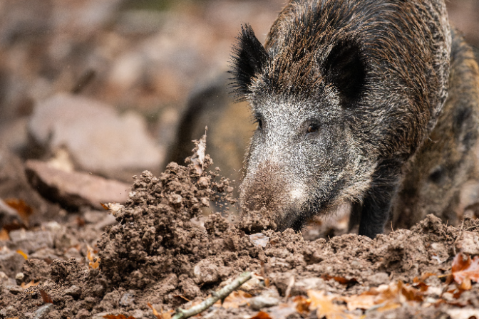 Un expert en pesta porcina: "Podeu menjar tota la carn de porc que vulgueu"