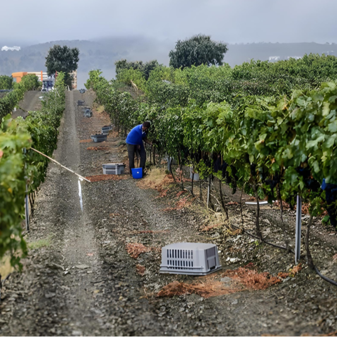El mejor vino ecológico del mundo es almeriense: hablamos con el responsable de Bodega Palomillo, galardonada en el prestigioso concurso 'Ecoracimo'
