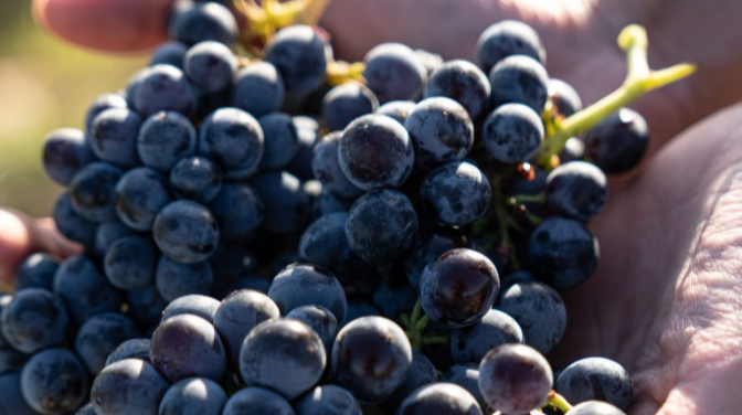 La DO Calatayud impulsa su su posicionamiento internacional