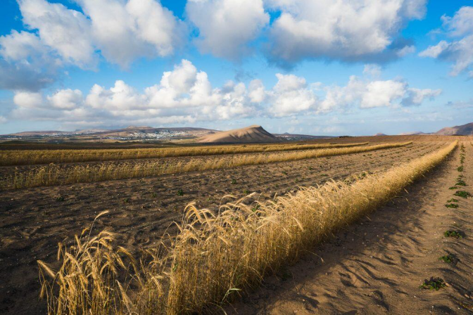 Agricultores de Lanzarote se rebelan contra la UE: "Podrían dejarnos sin nuestras semillas de siempre” Agricultores de Lanzarote se rebelan contra la UE: "Podrían dejarnos sin nuestras semillas de siempre”