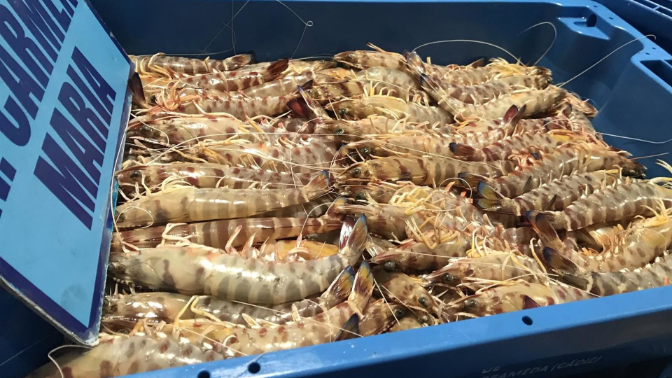 Declaraciones de José Carlos Macías, portavoz de la Cofradía de Pescadores de Sanlúcar