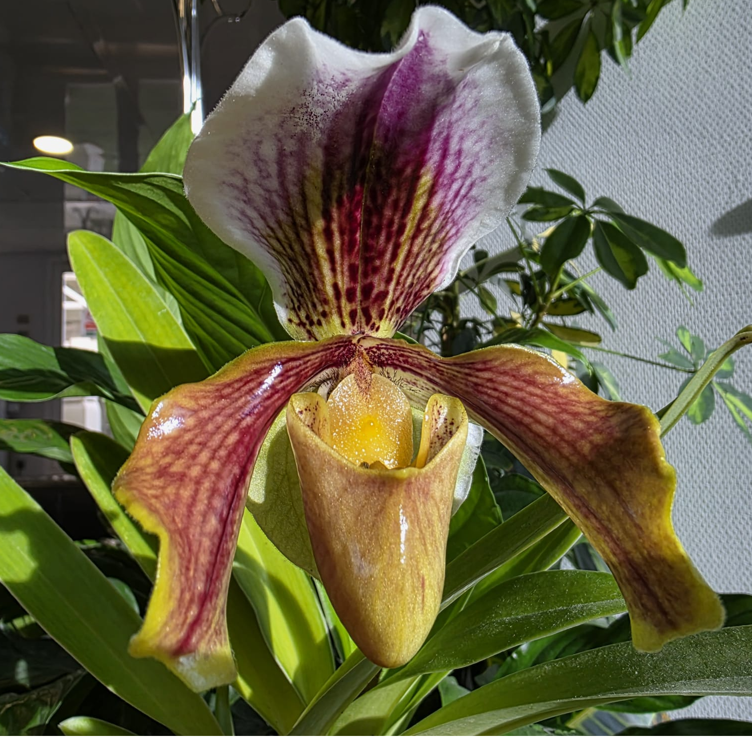 Meterse en un jardín | Cómo conseguir que nuestras orquídeas florezcan Meterse en un jardín | Cómo conseguir que nuestras orquídeas florezcan