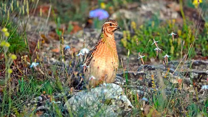 Las aves en decadencia, las que resisten y las especies nativas en peligro por la hibridación Las aves en decadencia, las que resisten y las especies nativas en peligro por la hibridación
