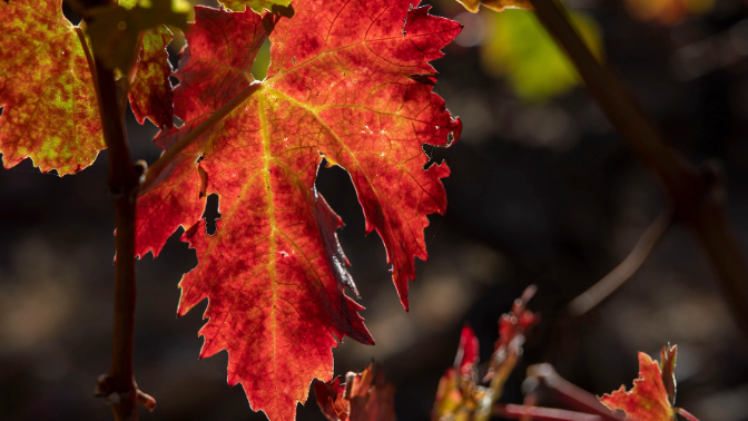 Rioja crea un grupo de trabajo para estudiar el arranque del viñedo Rioja crea un grupo de trabajo para estudiar el arranque del viñedo
