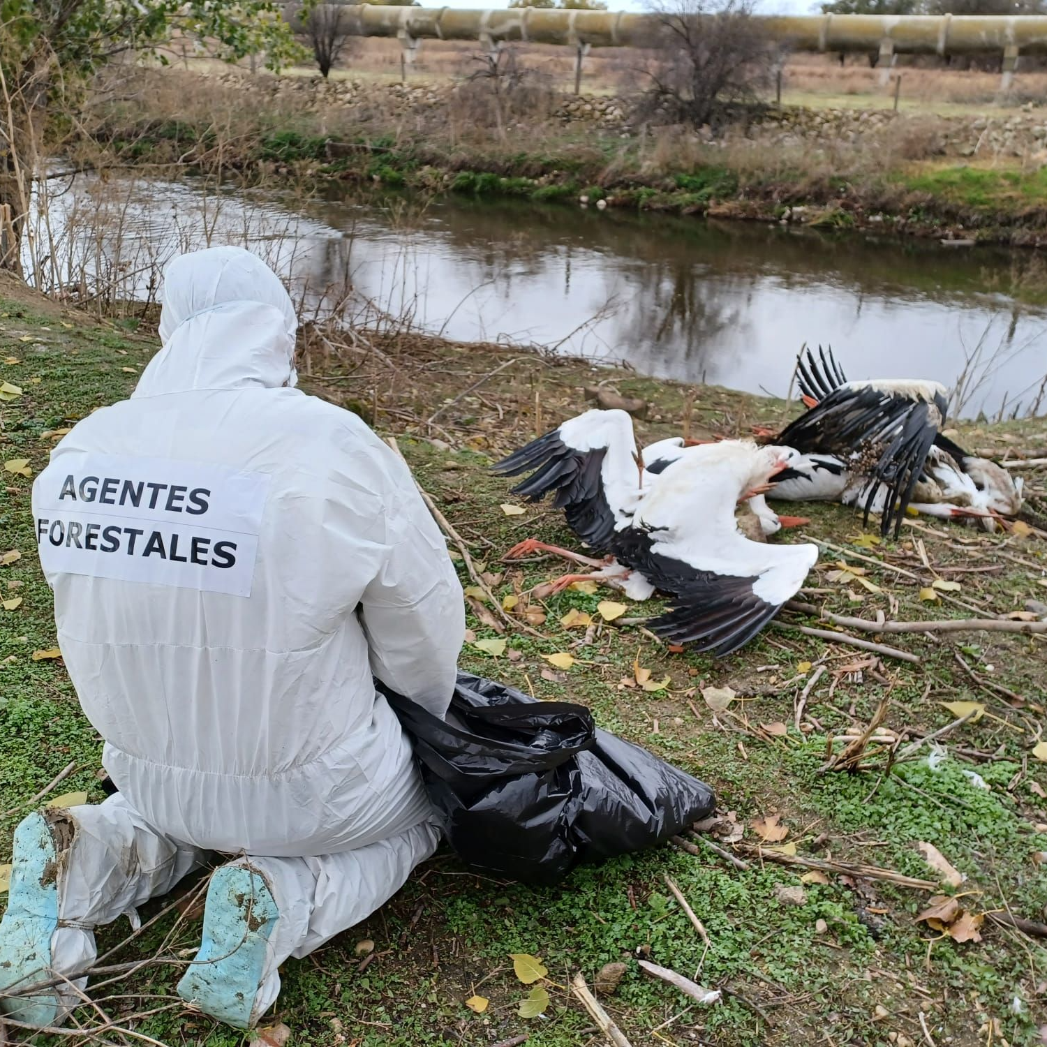 Carlos Novillo, consejero de Medio Ambiente de la Comunidad de Madrid, informa del brote de gripe aviar que ha afectado a centenares de aves silvestres