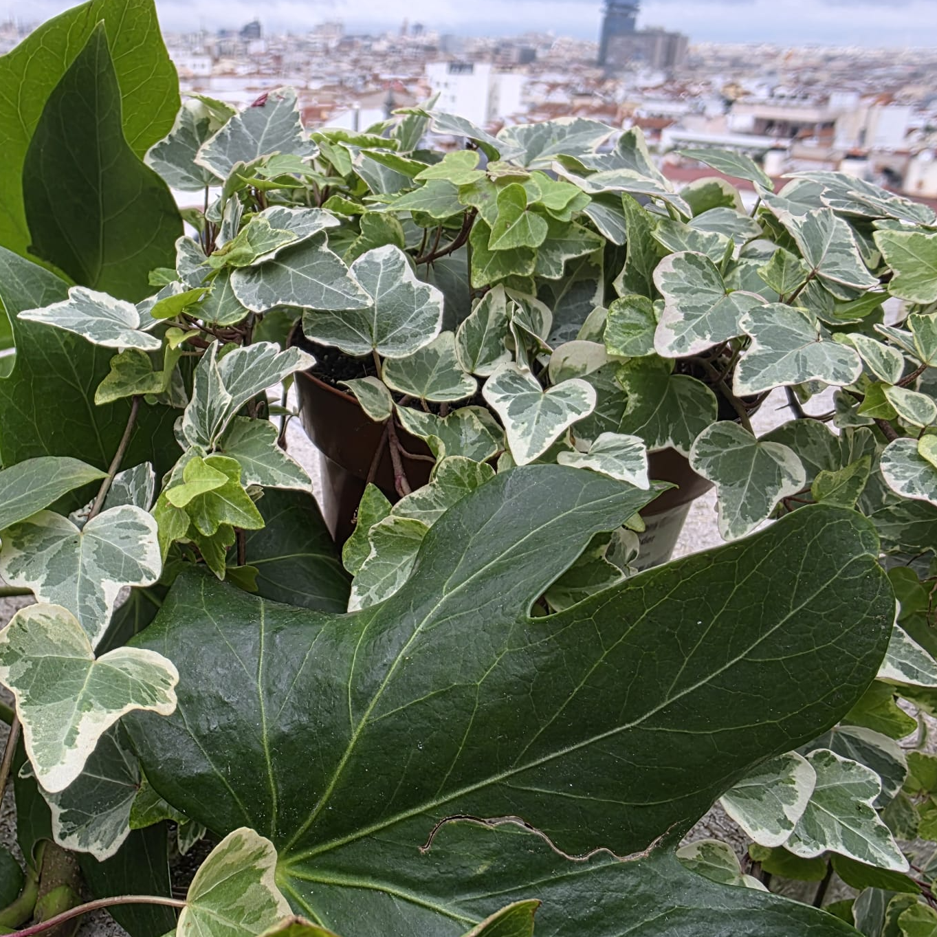 Meterse en un jardín | La hiedra