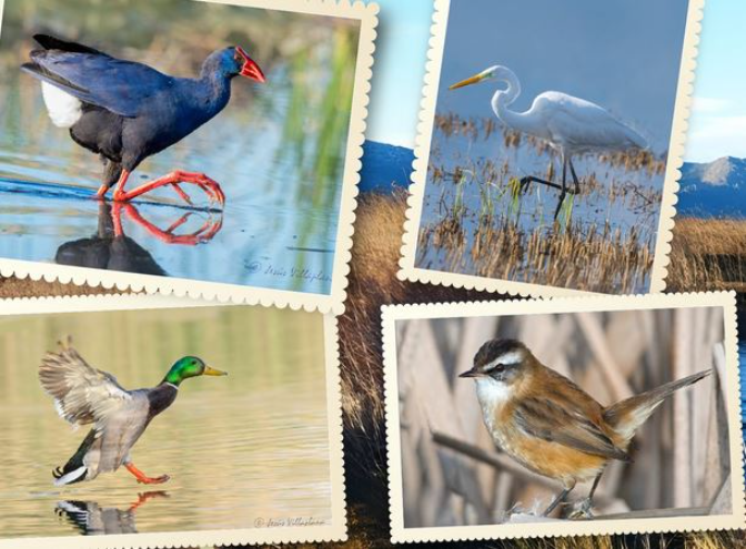A exposición la riqueza de avifauna en el marjal Pego-Oliva