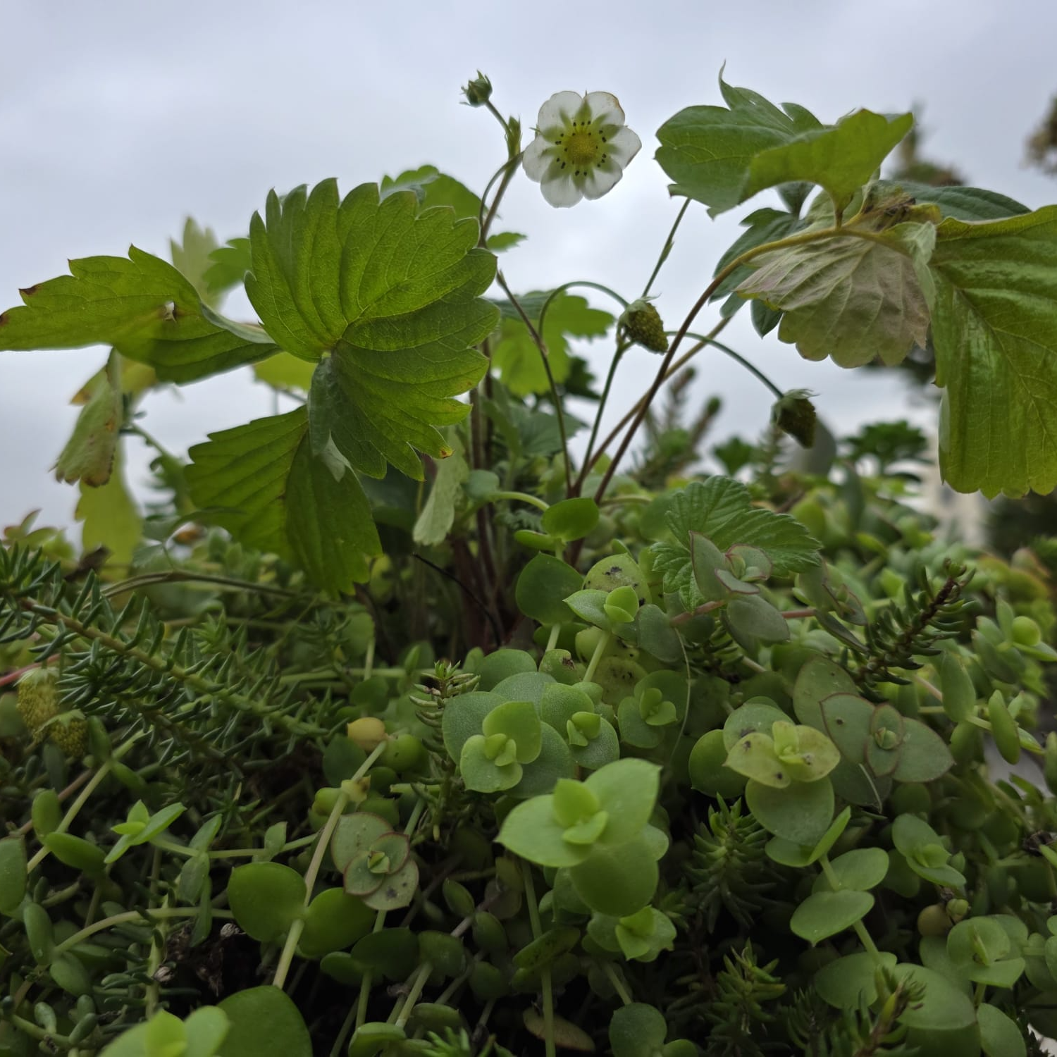 Meterse en un jardín | Los otros habitantes de un jardín: aves, insectos, babosas...