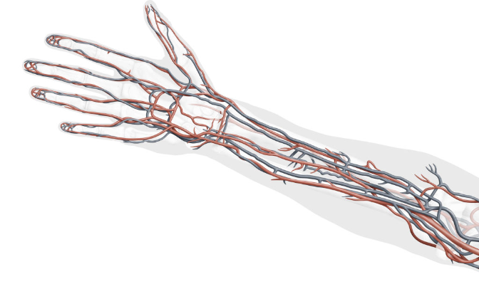 ¿Por qué vemos las venas de color azul si la sangre es roja? La ciencia detrás de una de las ilusiones ópticas de tu cuerpo