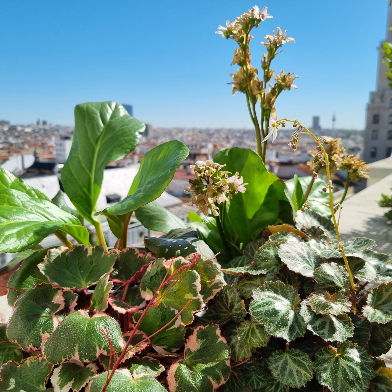 Imagen de Bergenias y saxifragas